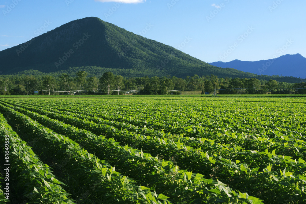 Outback agricultural and farming field. Outback agricultural and farming field.