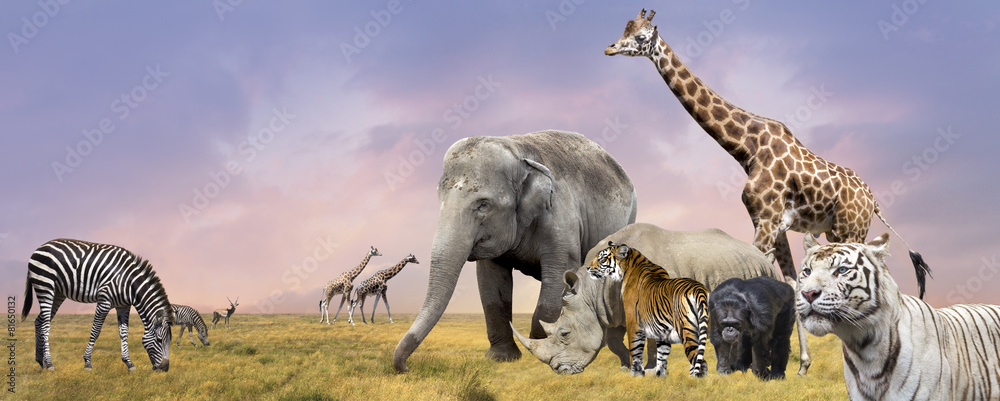 Fototapeta premium Savanna wild animals collage