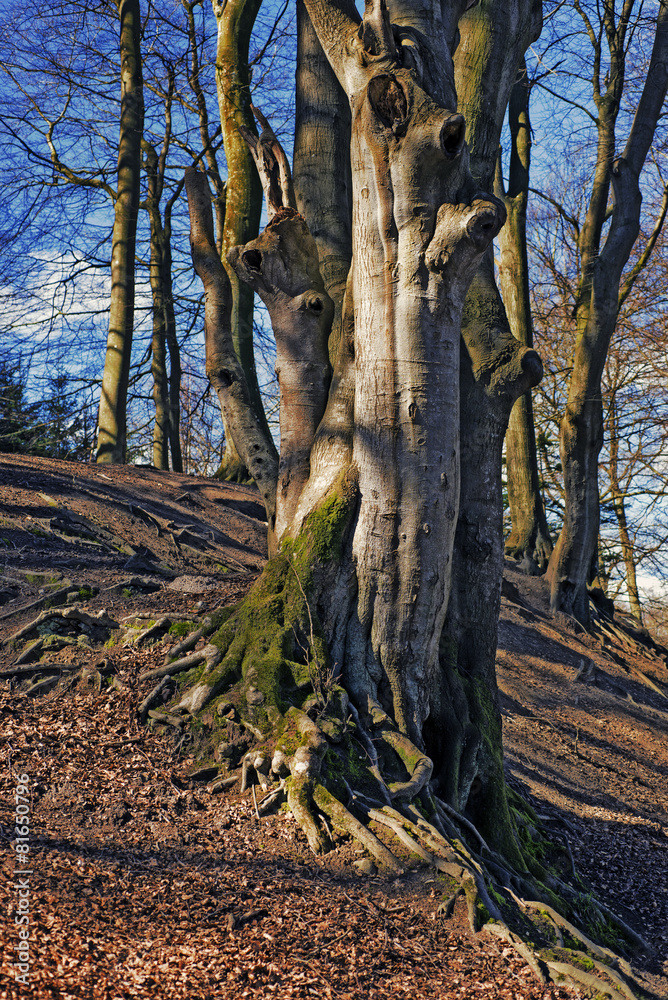 Fototapeta premium Early spring forest