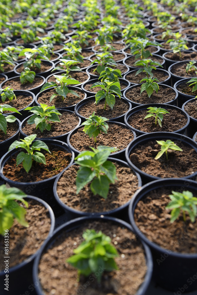 Plant Saplings in pots Plant Saplings in pots