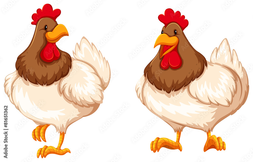 Chicken Chicken