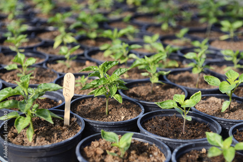 Slika na platnu Hot Pepper Saplings in a Greenhouse