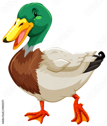 A duck