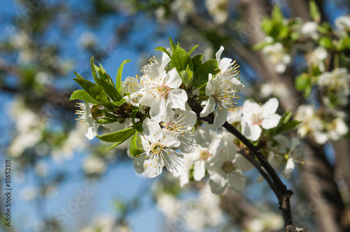 flower in spring