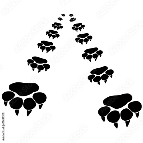 Footprints of a big cat2 photo