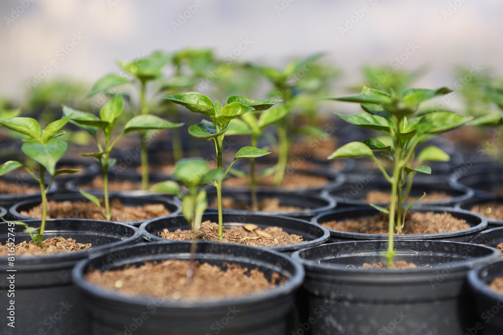 Hot Pepper Saplings in Pots Hot Pepper Saplings in Pots