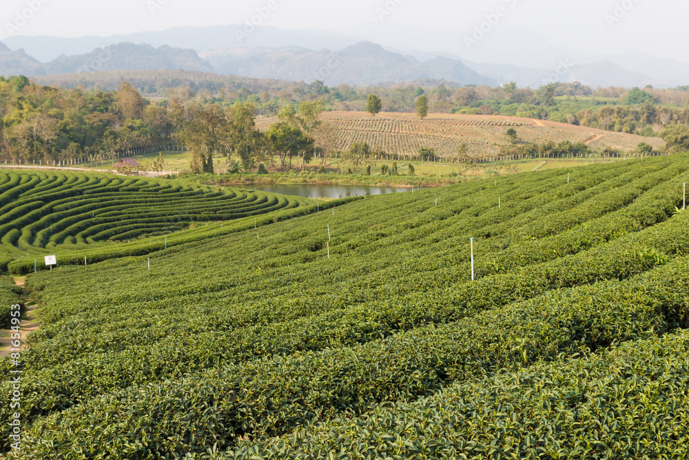 oolong tea farm