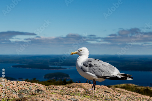 Seagull with Sea in Background