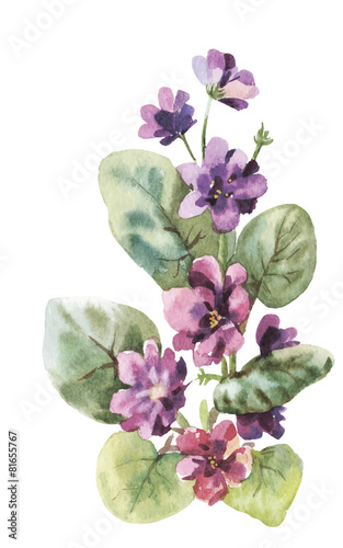 viola watercolor