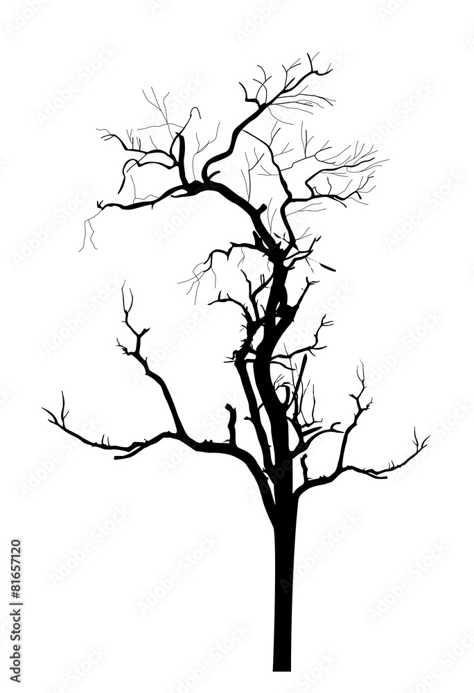 Fototapeta premium Dry Tree Silhouette