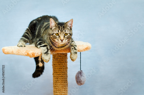 Tabby cat sits on a tower