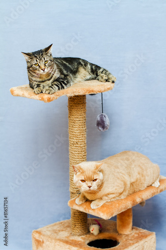 two cats sits on a cat tower