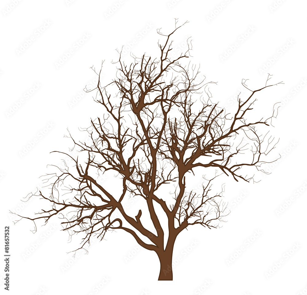Fototapeta premium Dry Tree Vector