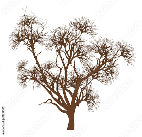 Dry Tree