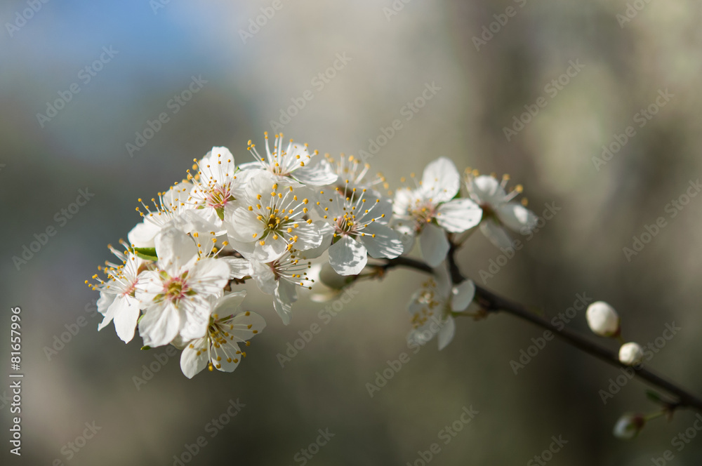 flower in spring flower in spring