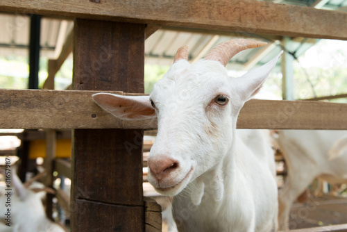Goats in farm