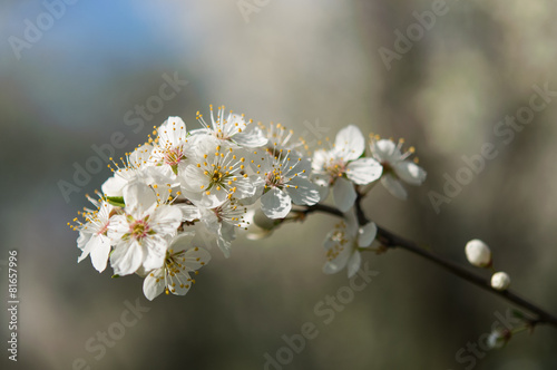 flower in spring