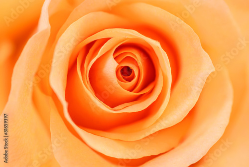 Close up of orange rose petals.