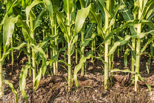 Corn field