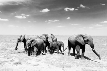 Glasbilder Tieren Loxodonta africana, Afrikanischer Buschelefant.  © kasto