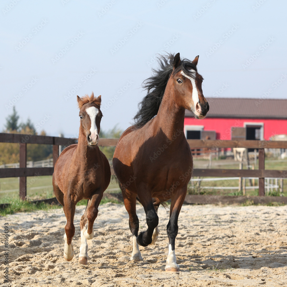 Amazing mare with beautiful foal running