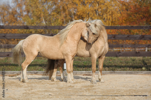 Fototapeta Naklejka Na Ścianę i Meble -  Two gorgeous welsh pony stallions playing together
