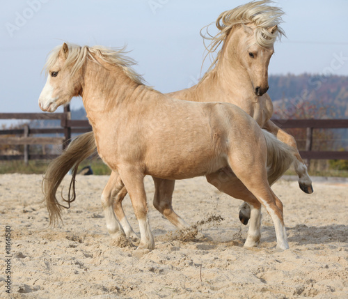Two amazing stallions playing together