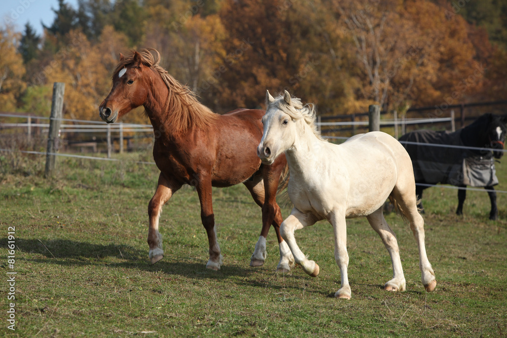 Two young ponnies running on pasturage together