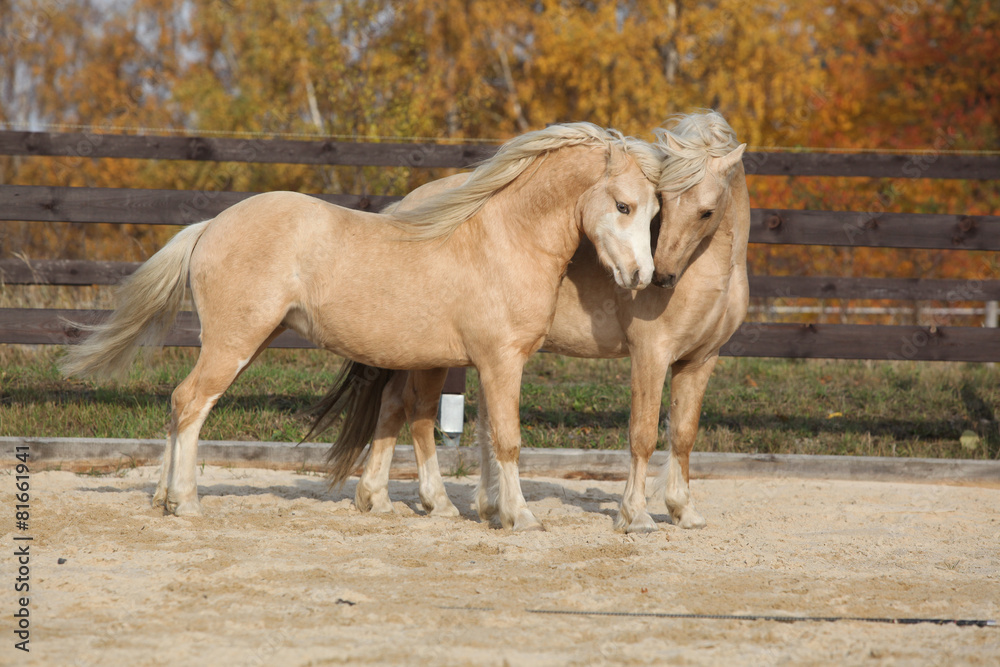 Fototapeta premium Two gorgeous welsh pony stallions playing together