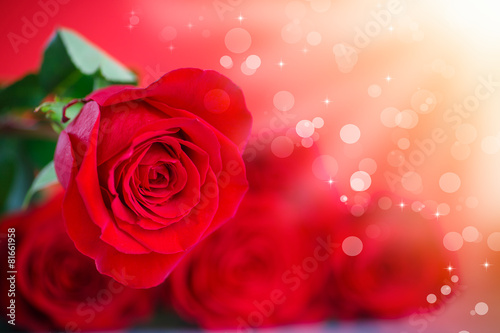 rose flower