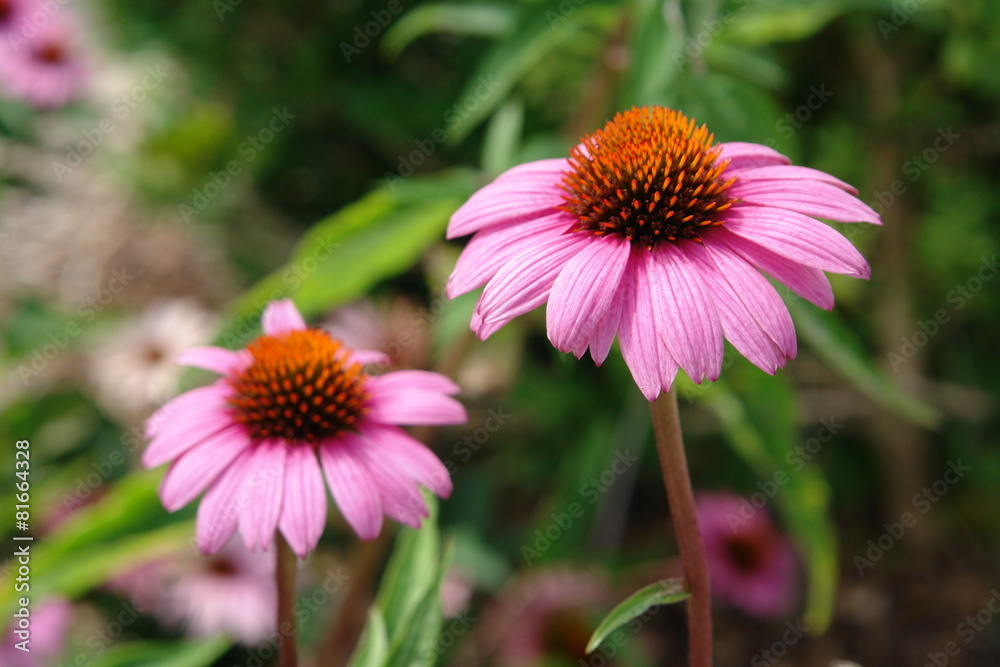 Obraz premium Echinacea, Heilpflanze, Pflanze, Apotheke, Gesundheit