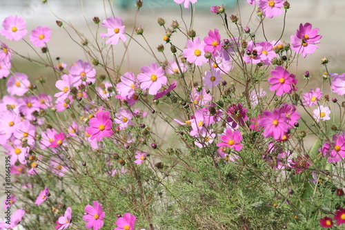 Pink and Violet wildflowers