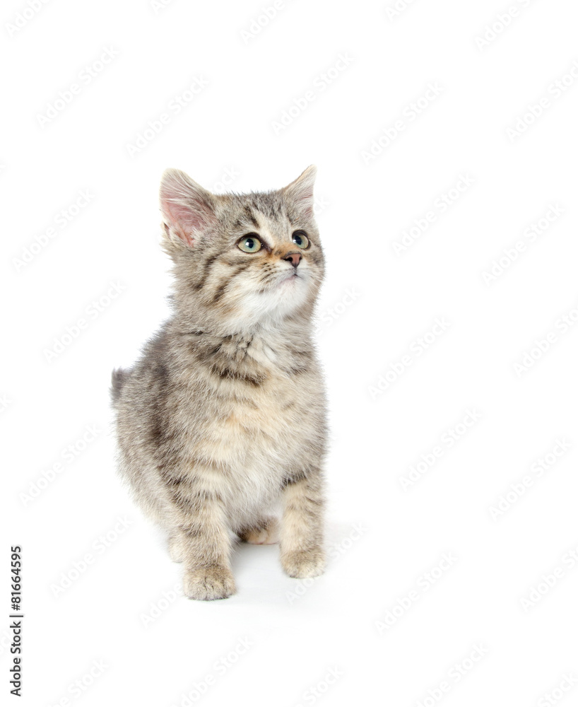 Obraz premium Ładny kotek Mora