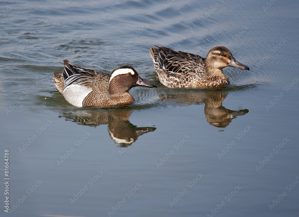 Garganey Duck (Anas querquedula) Male and female Garganey Duck (Anas querquedula) Male and female
