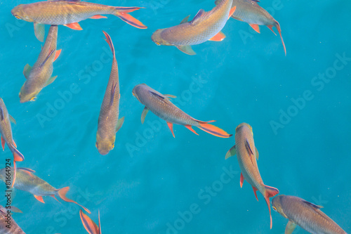 Fish in clear water view from above