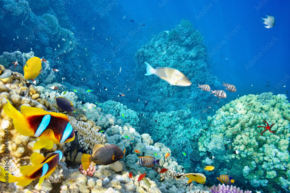 Fototapeta premium Underwater world with corals and tropical fish.