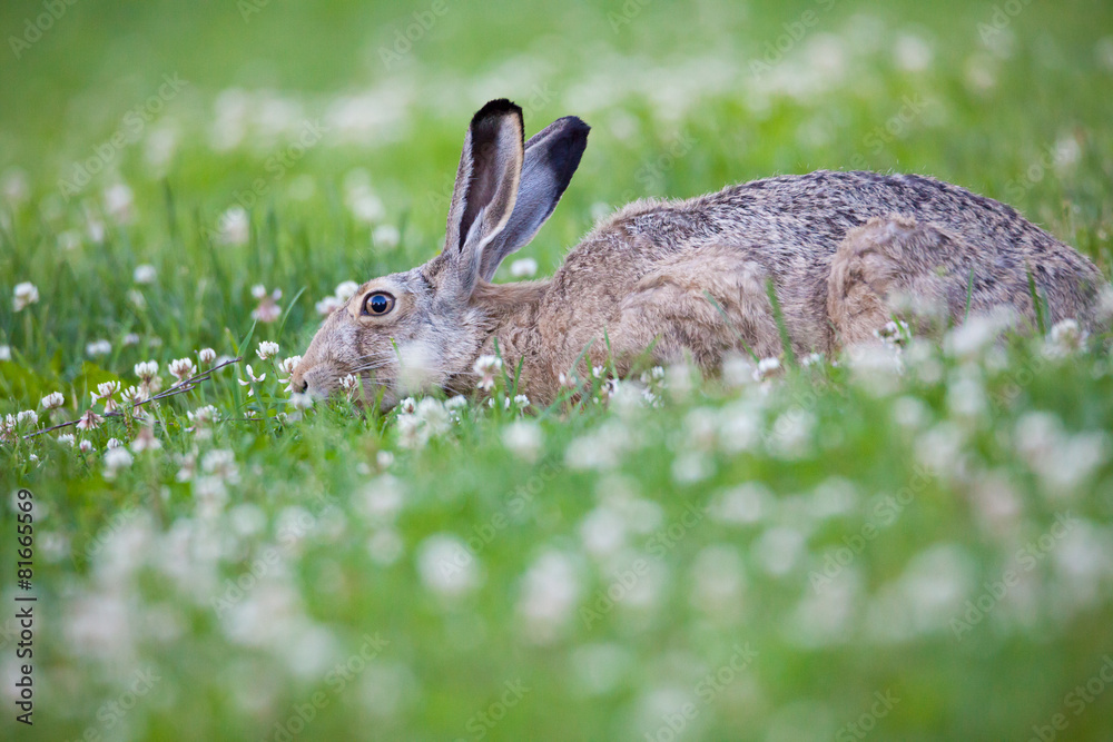 Naklejka premium Rabbit eating grass
