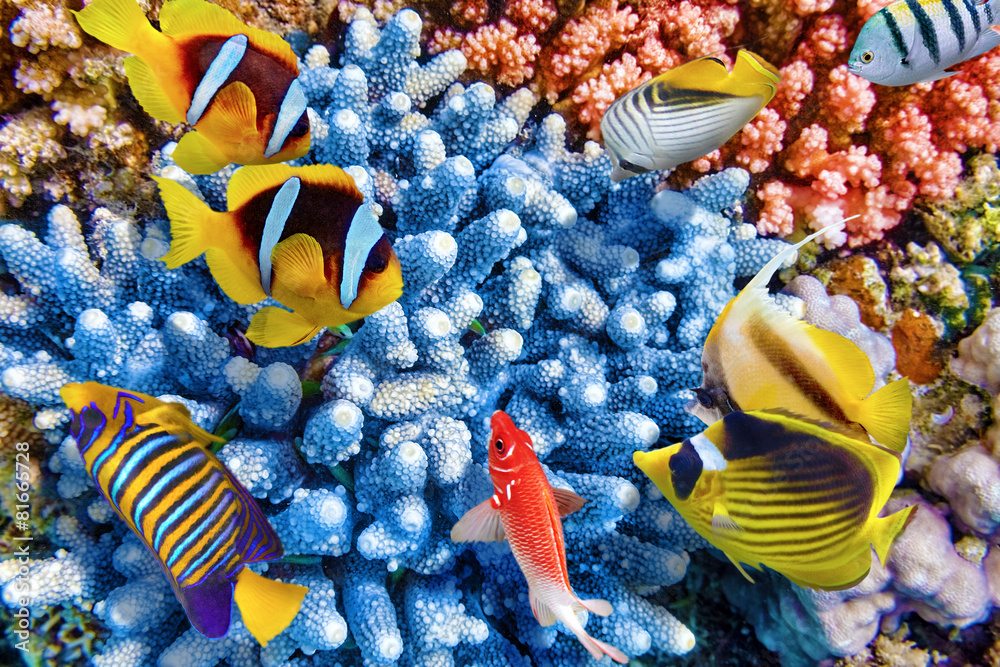 Fototapeta premium Underwater world with corals and tropical fish.