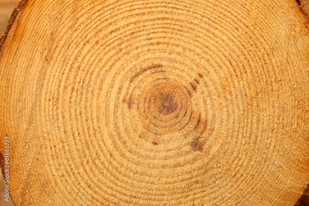 Naklejka premium Tree