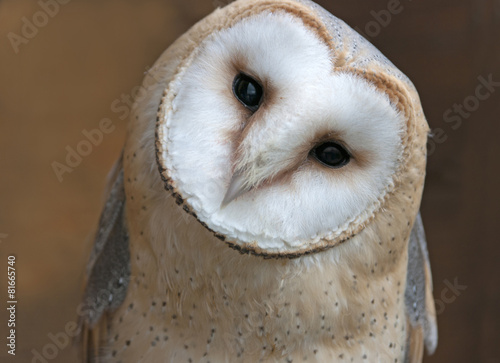 Close up portrait of a barn owl (Tyto alba)