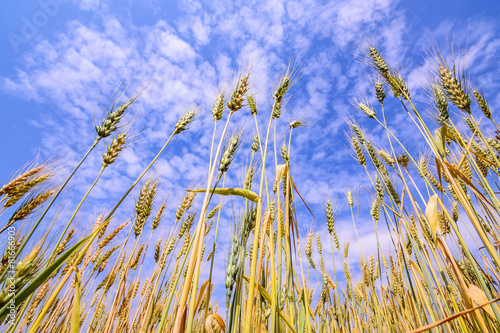 Golden wheat field isolated on blue sky .