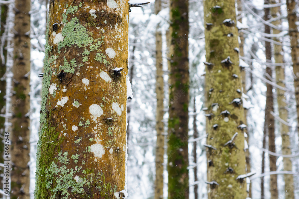 Fototapeta premium Pine trunk with moss and lichens close up
