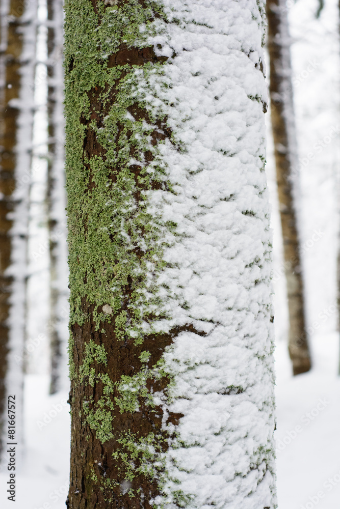 Fototapeta premium Pine trunk with moss, lichens and snow close up