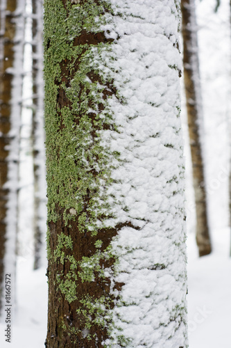 Pine trunk with moss, lichens and snow close up