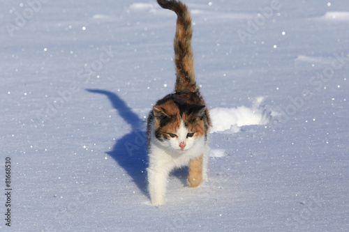 cat in the snow © salman2