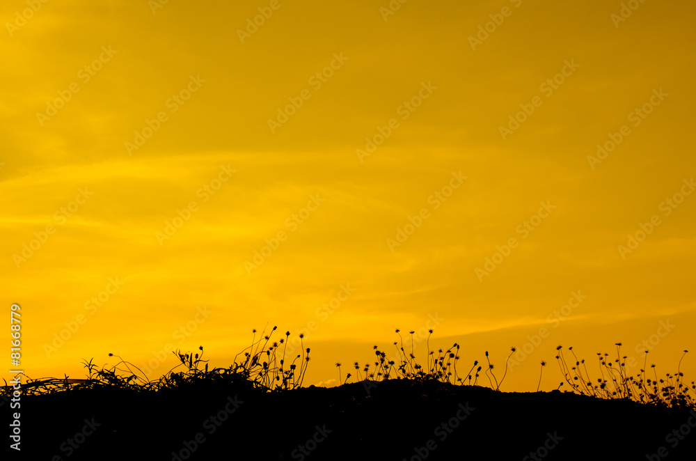 Fototapeta premium grass silhouettes background with sun set.