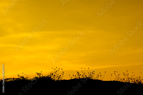 grass silhouettes background with sun set.