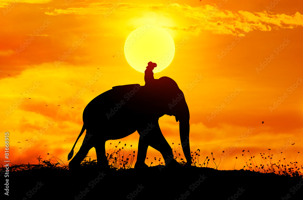 Naklejka premium Elephant and grass silhouettes background with sun set.