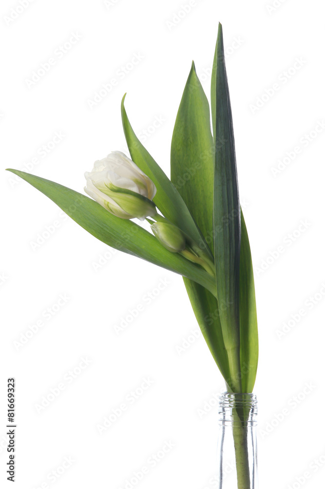 custom made wallpaper toronto digitalwhite tulip on white background