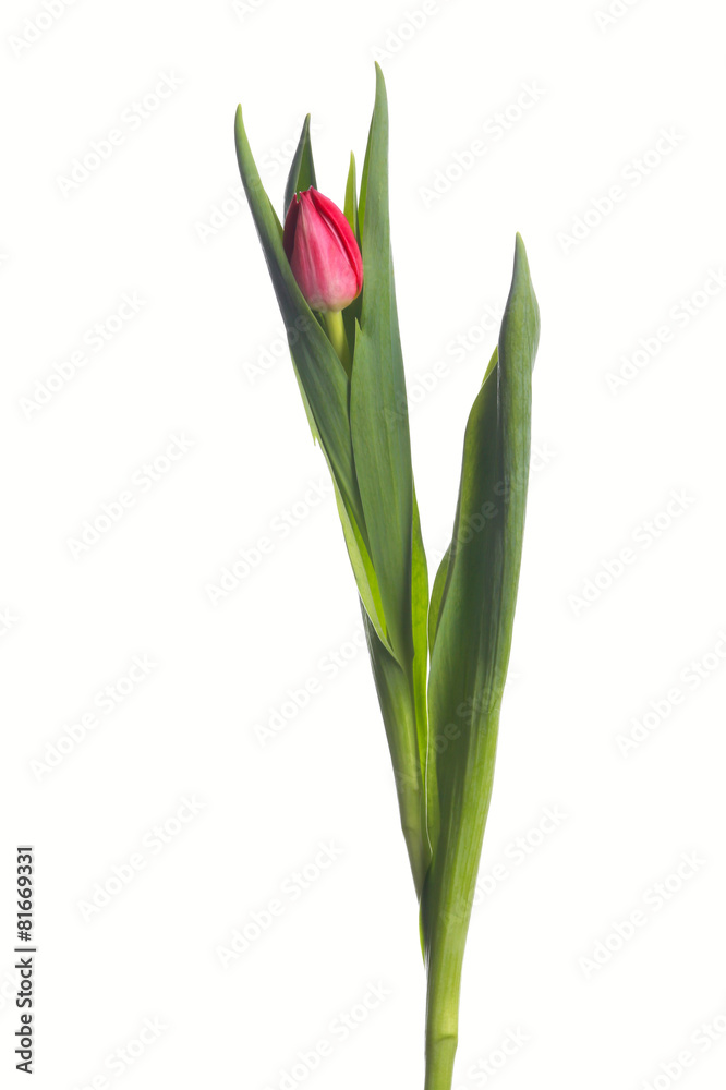 red tulip on white background red tulip on white background